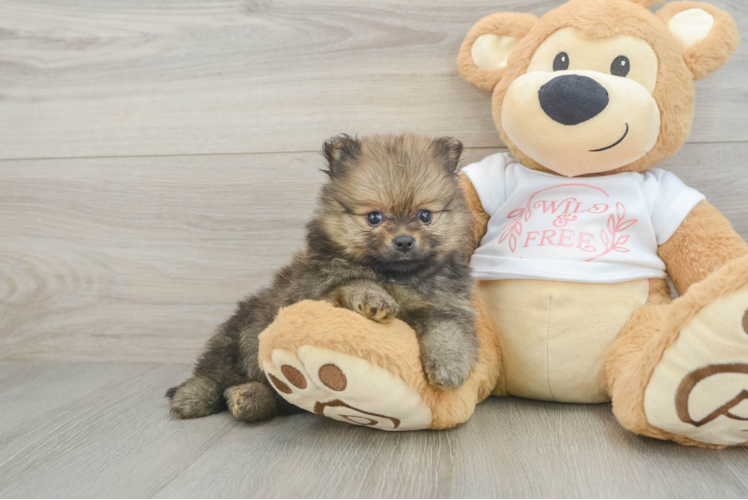 Pomeranian Pup Being Cute