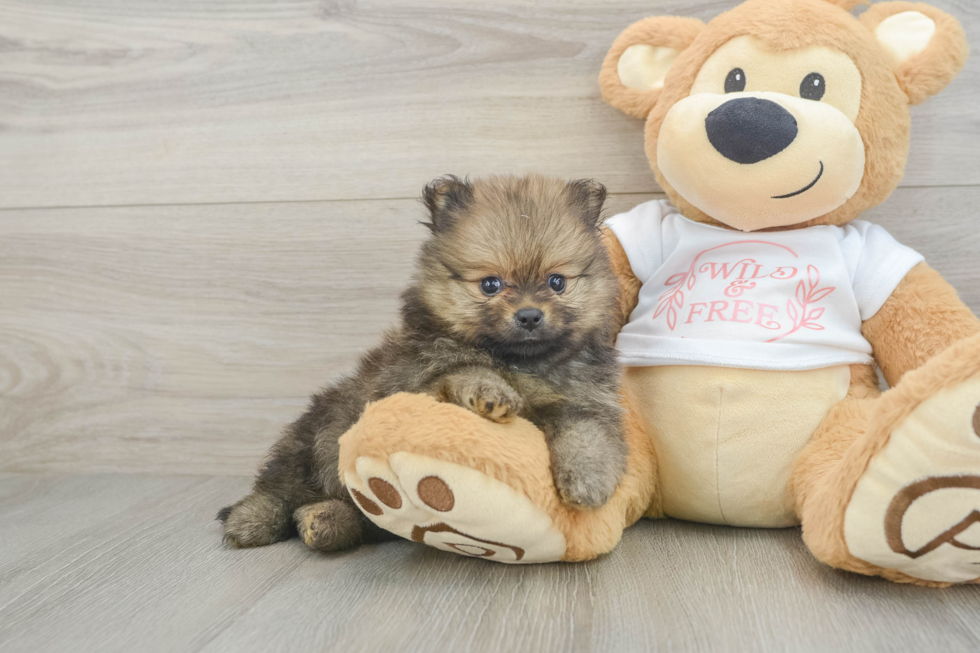 Pomeranian Pup Being Cute