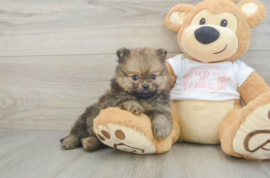 Pomeranian Pup Being Cute