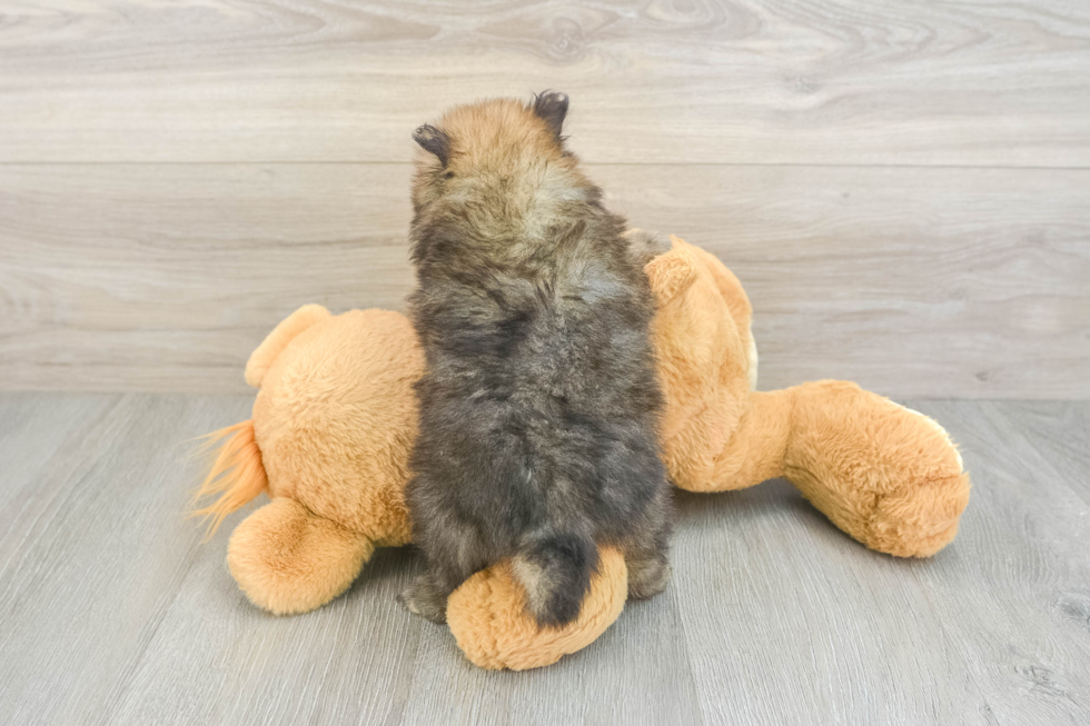 Hypoallergenic Pomeranian Purebred Pup