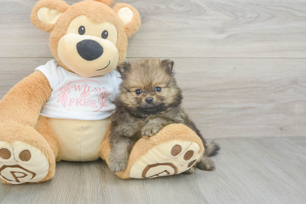 Little Pomeranian Purebred Pup