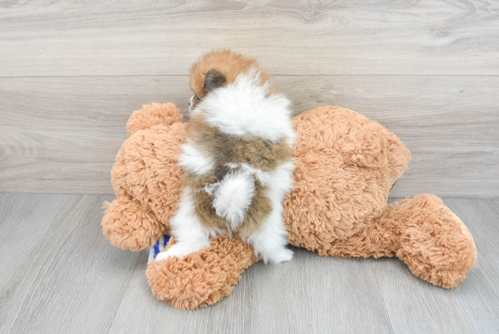 Best Pomeranian Baby