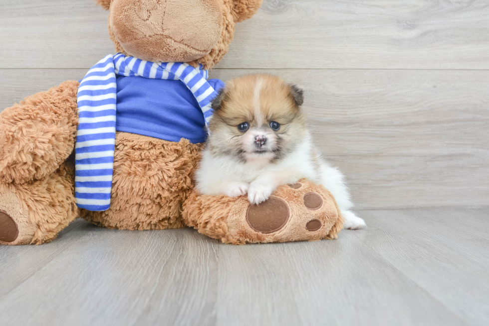 Pomeranian Puppy for Adoption