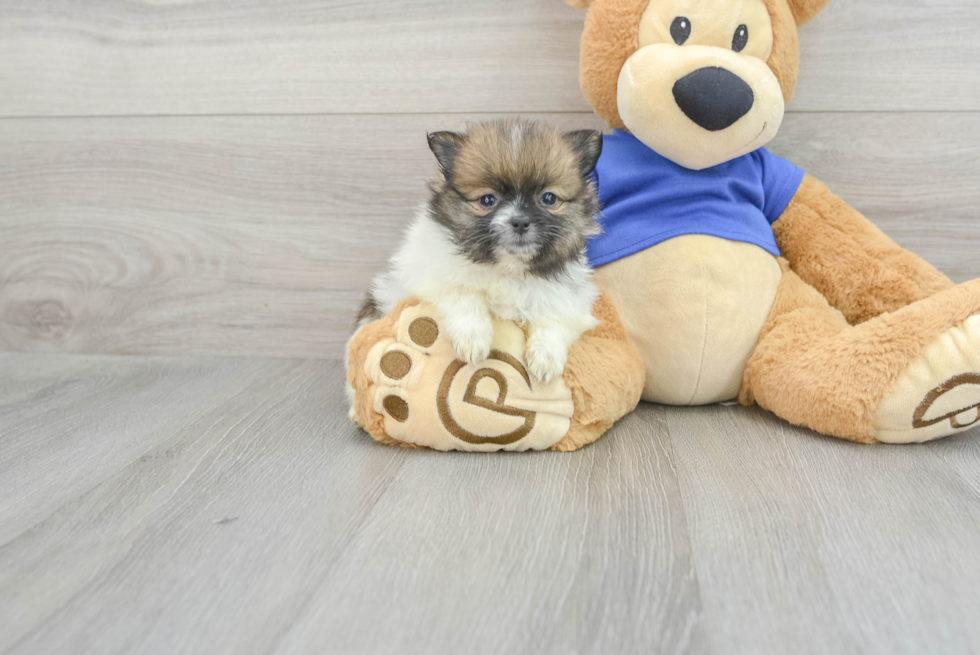 Little Pomeranian Baby