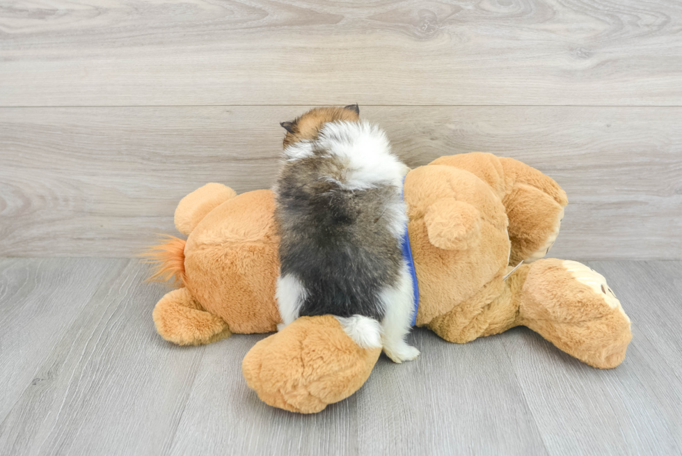 Best Pomeranian Baby