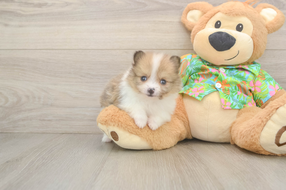 Akc Registered Pomeranian Baby