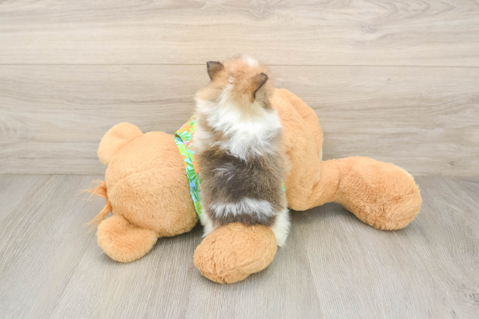 Pomeranian Puppy for Adoption