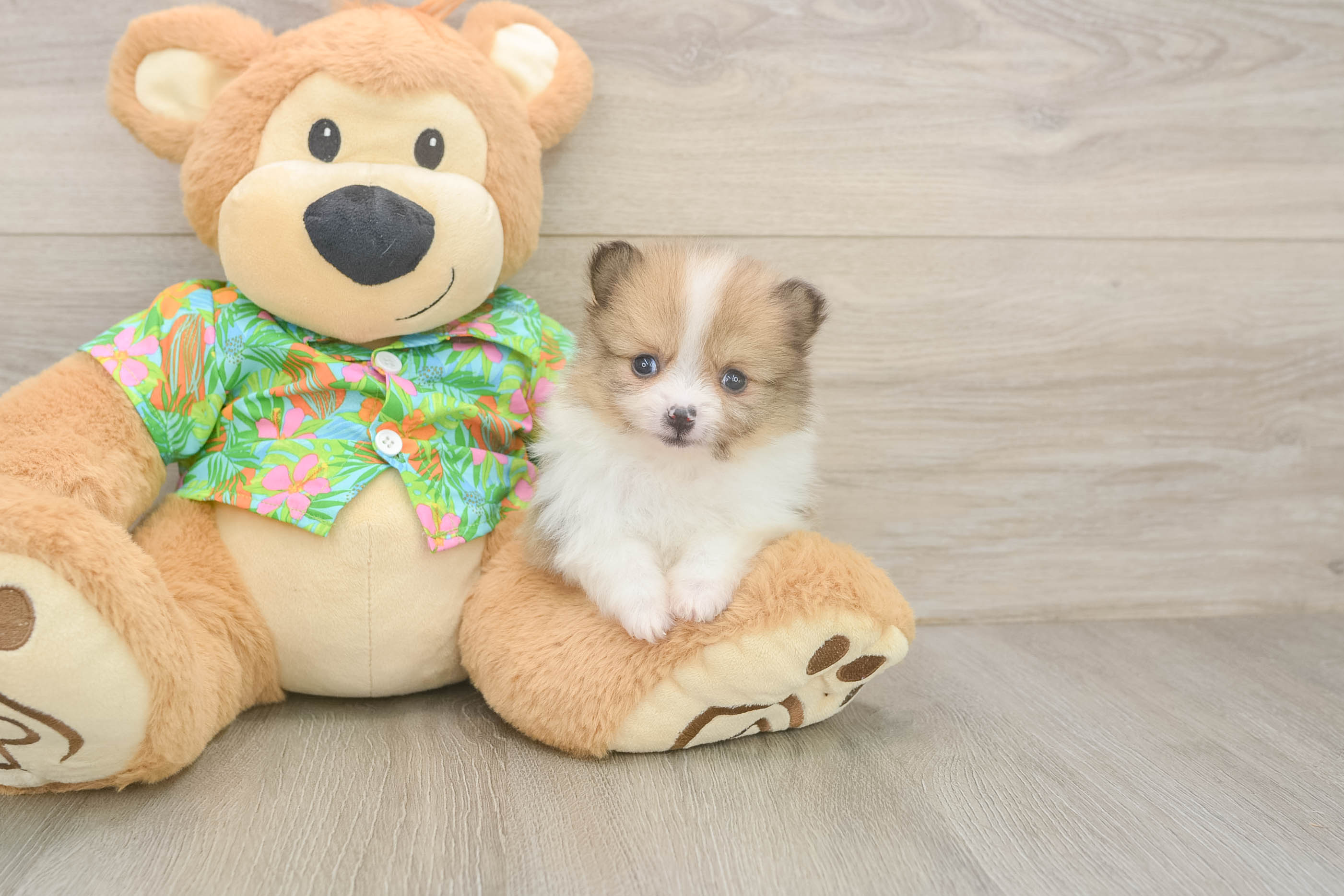 Hypoallergenic Pomeranian Baby