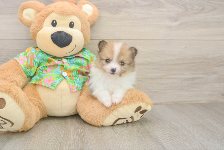Hypoallergenic Pomeranian Baby