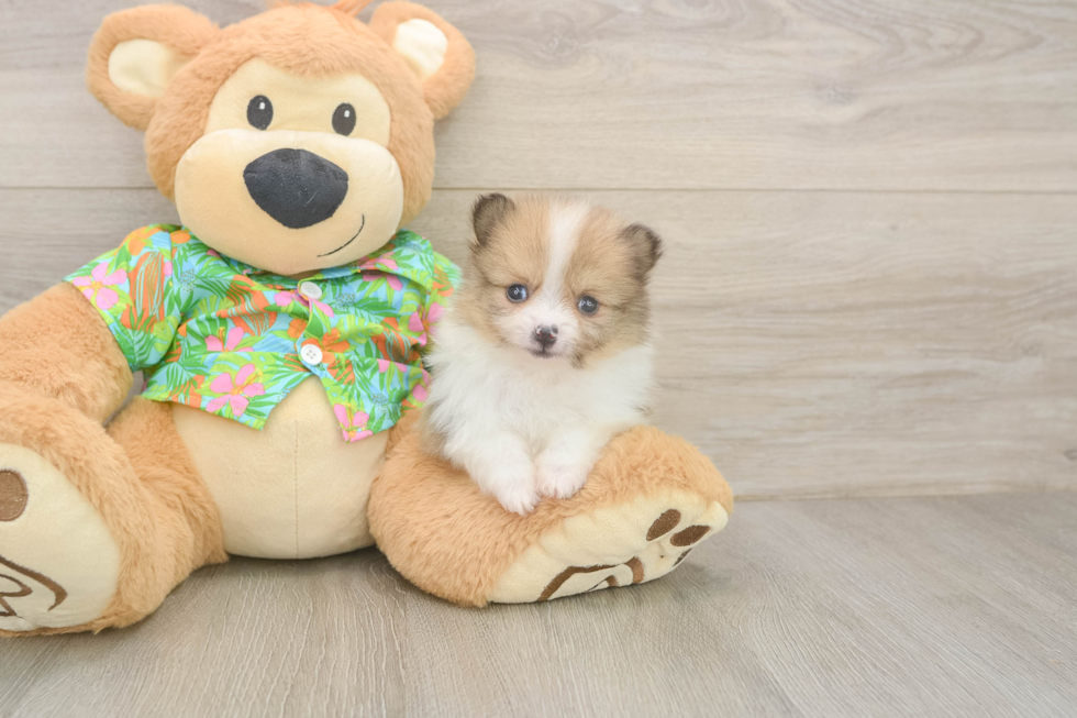 Hypoallergenic Pomeranian Baby