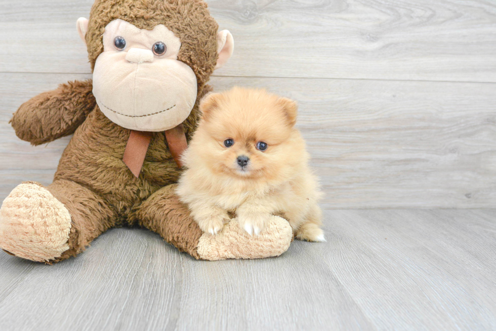 Best Pomeranian Baby