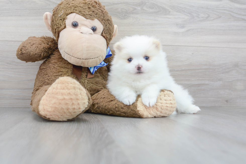 Pomeranian Puppy for Adoption