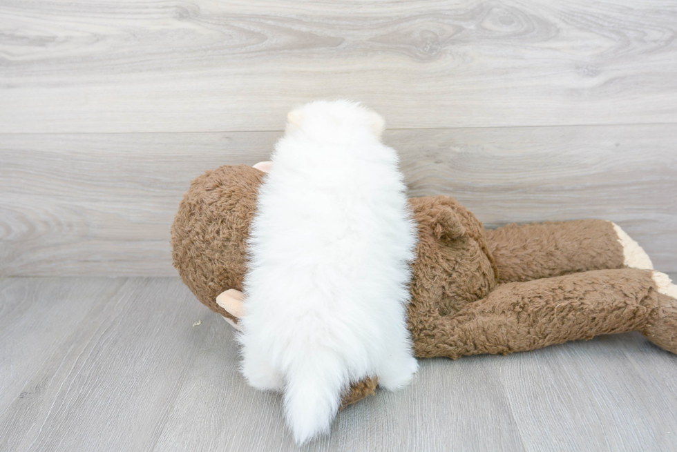 Best Pomeranian Baby