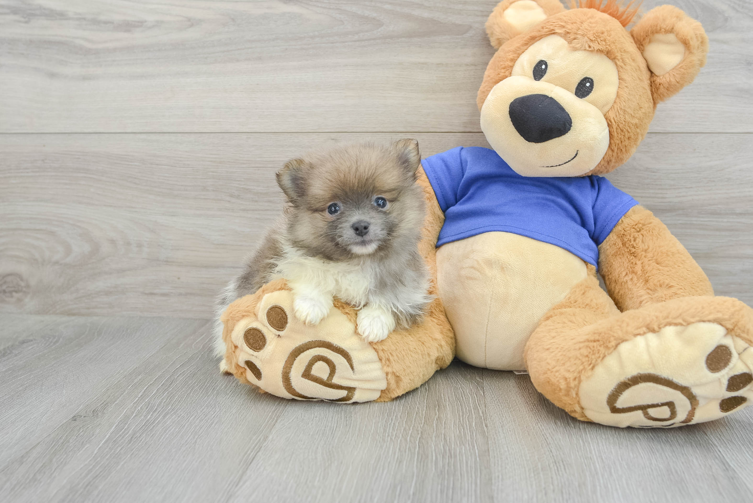 Best Pomeranian Baby