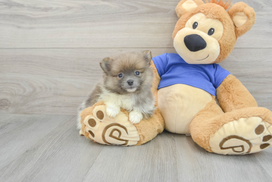 Best Pomeranian Baby