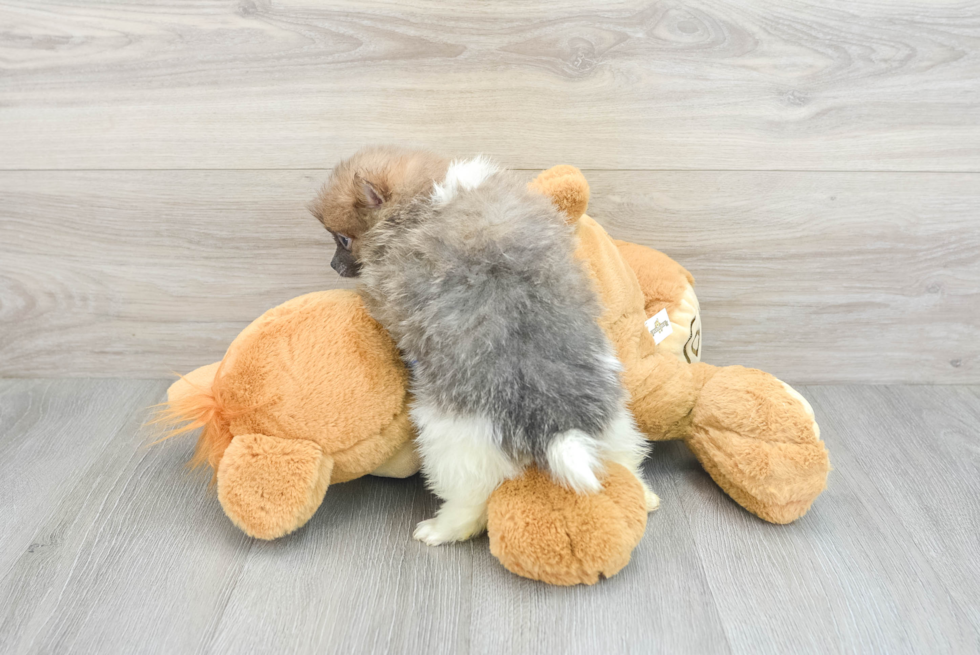 Best Pomeranian Baby