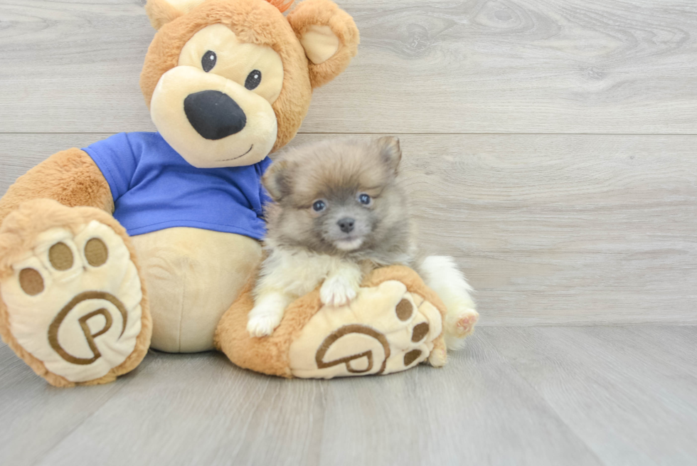 Best Pomeranian Baby