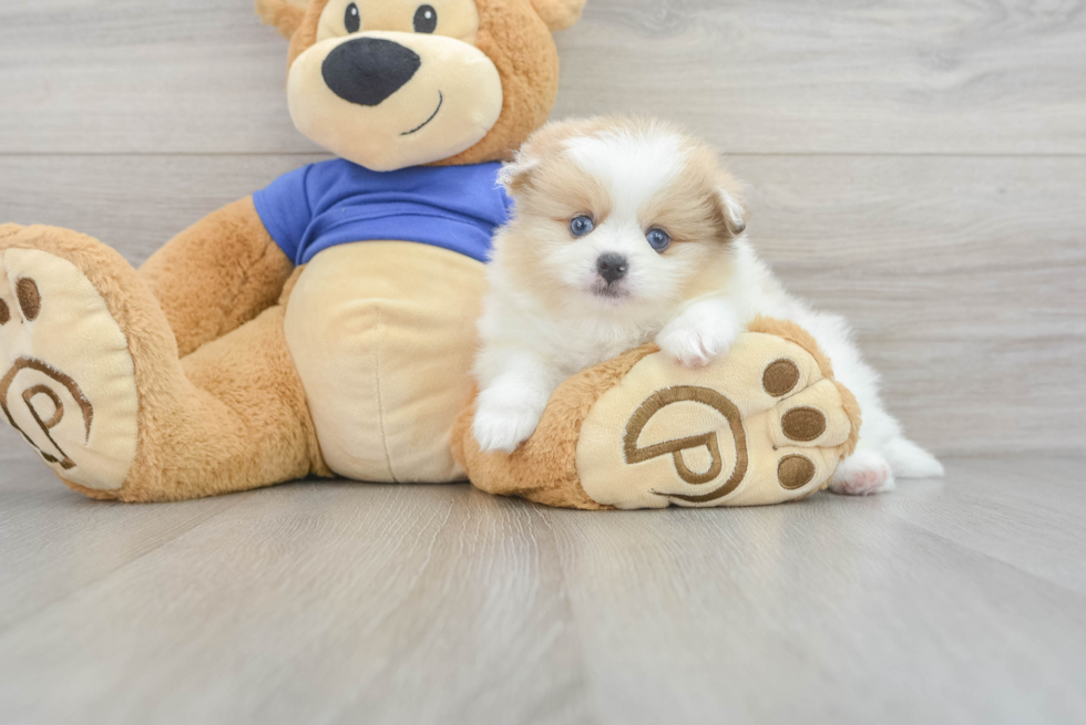 Hypoallergenic Pomeranian Purebred Pup
