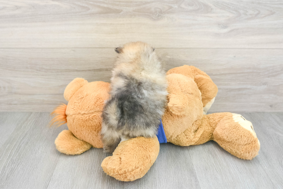 Pomeranian Pup Being Cute