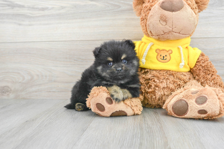 Small Pomeranian Baby