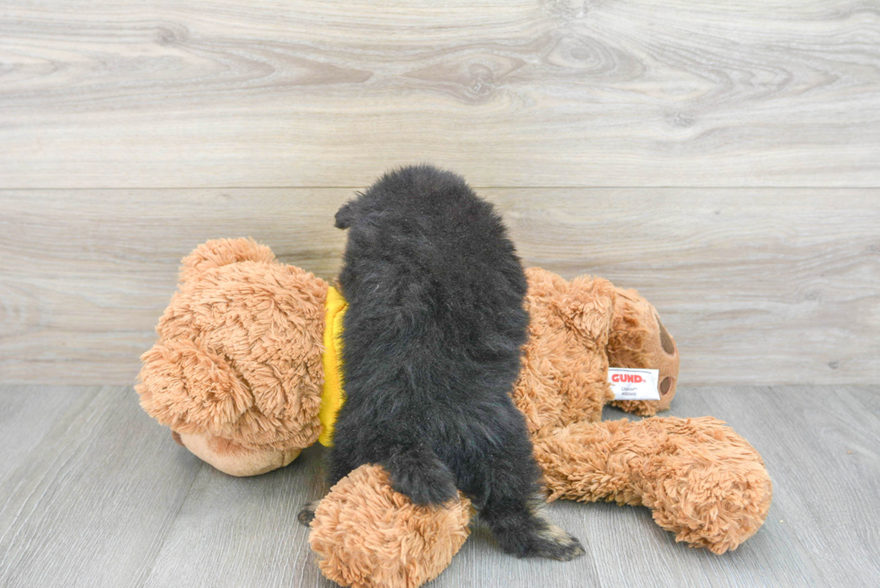 Pomeranian Pup Being Cute