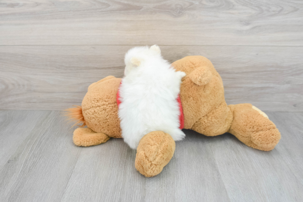 Little Pomeranian Baby