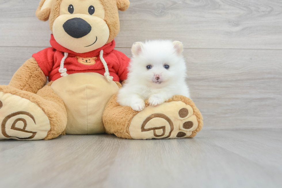 Akc Registered Pomeranian Baby