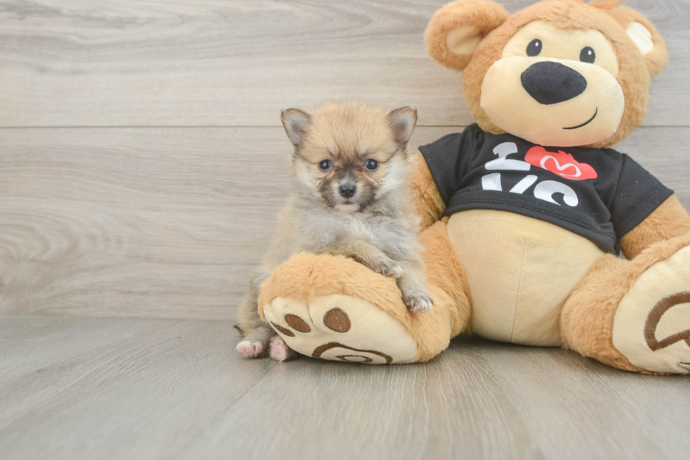 Best Pomeranian Baby