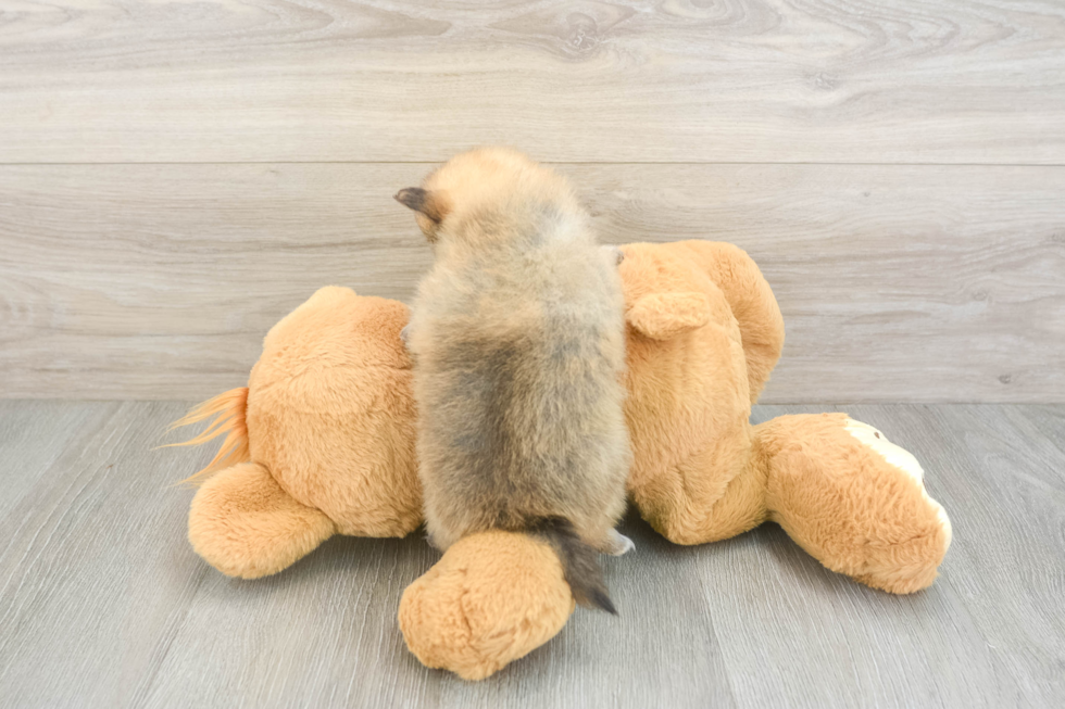 Adorable Loulou Purebred Puppy