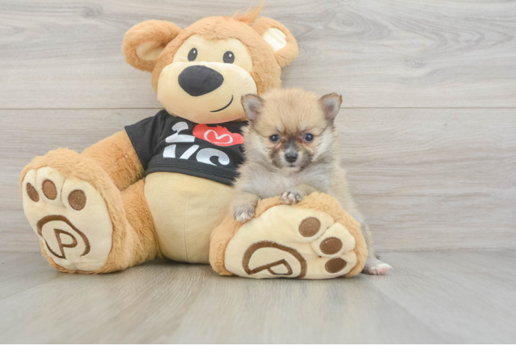 Best Pomeranian Baby