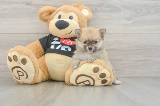 Best Pomeranian Baby