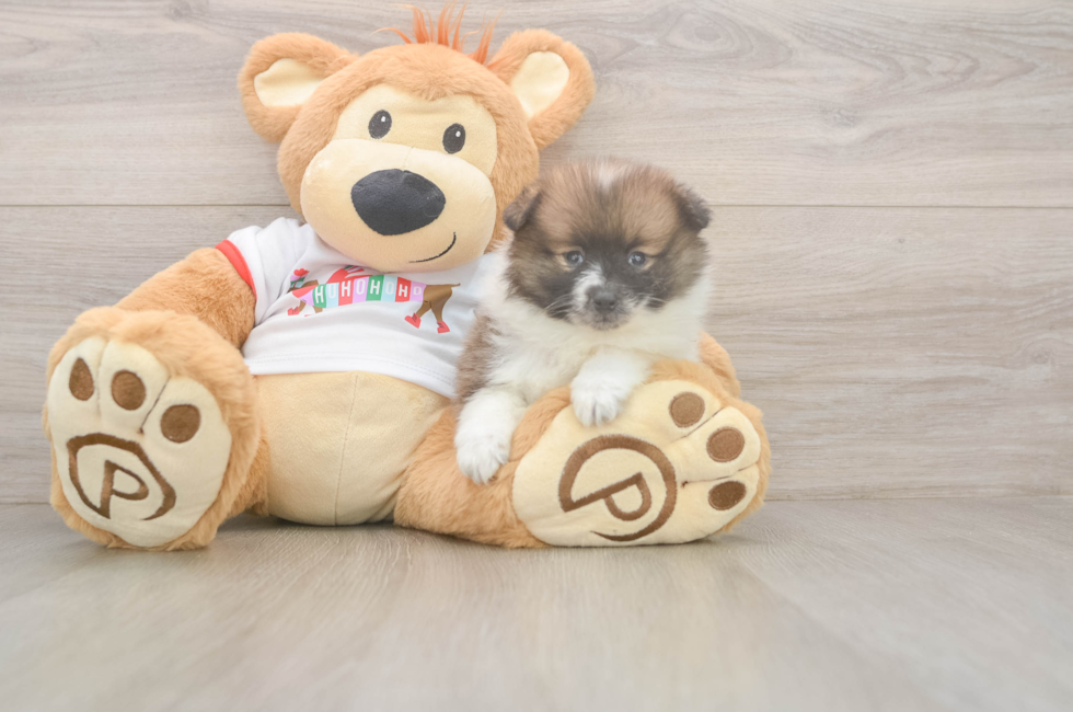 7 week old Pomeranian Puppy For Sale - Premier Pups