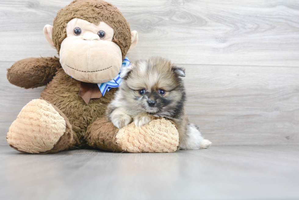 Pomeranian Puppy for Adoption