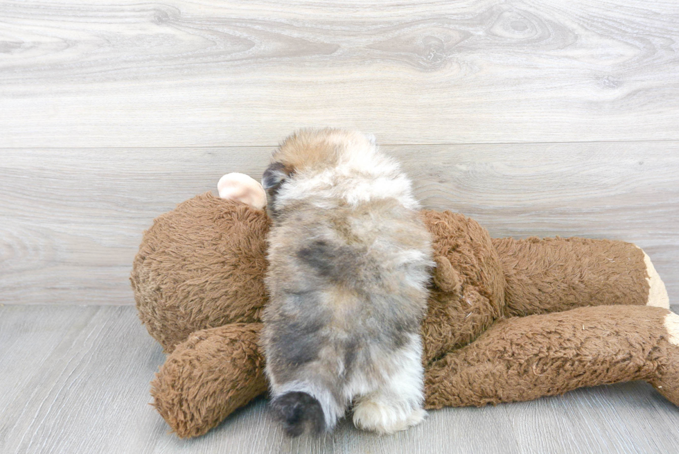 Friendly Pomeranian Purebred Pup