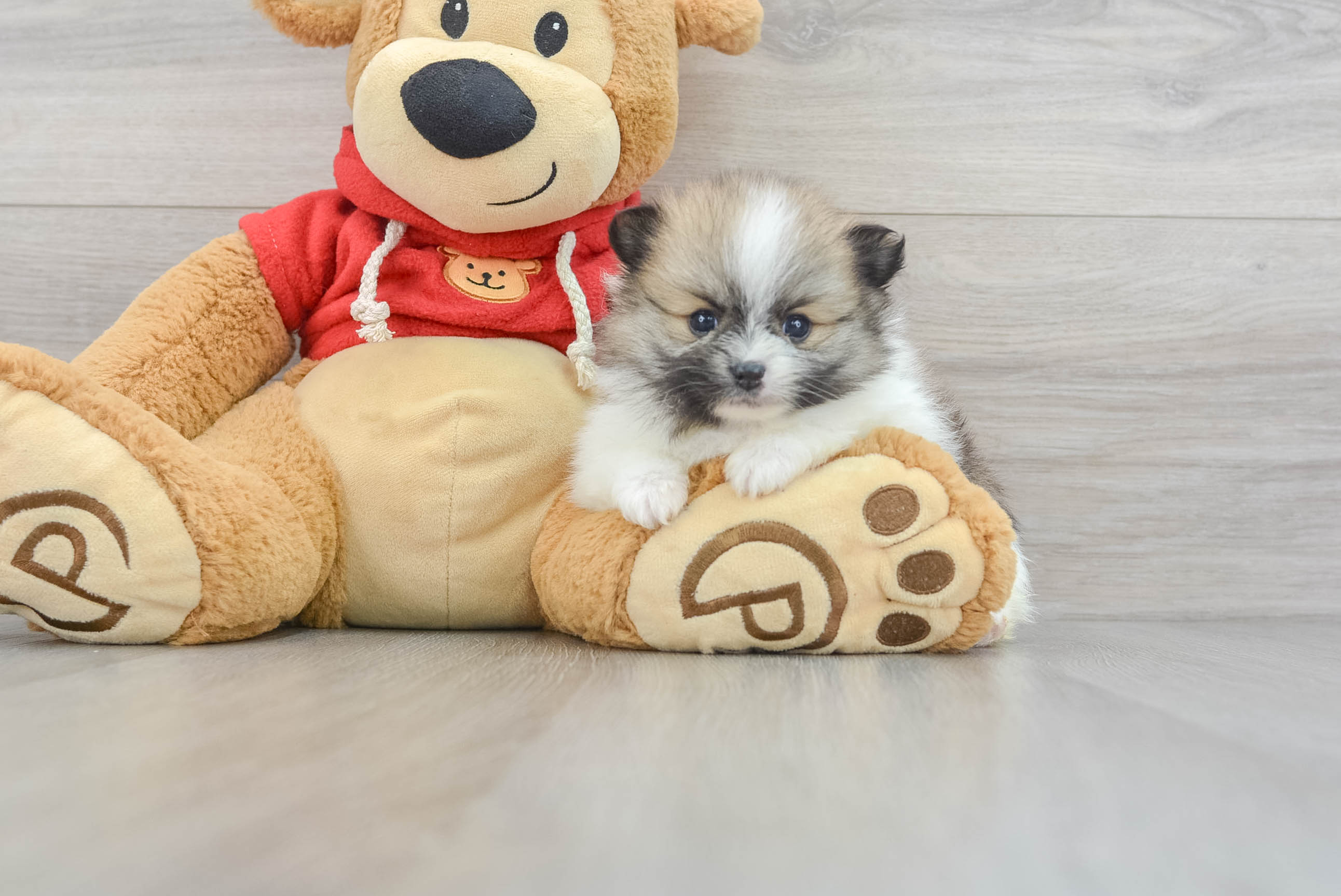 Friendly Pomeranian Baby