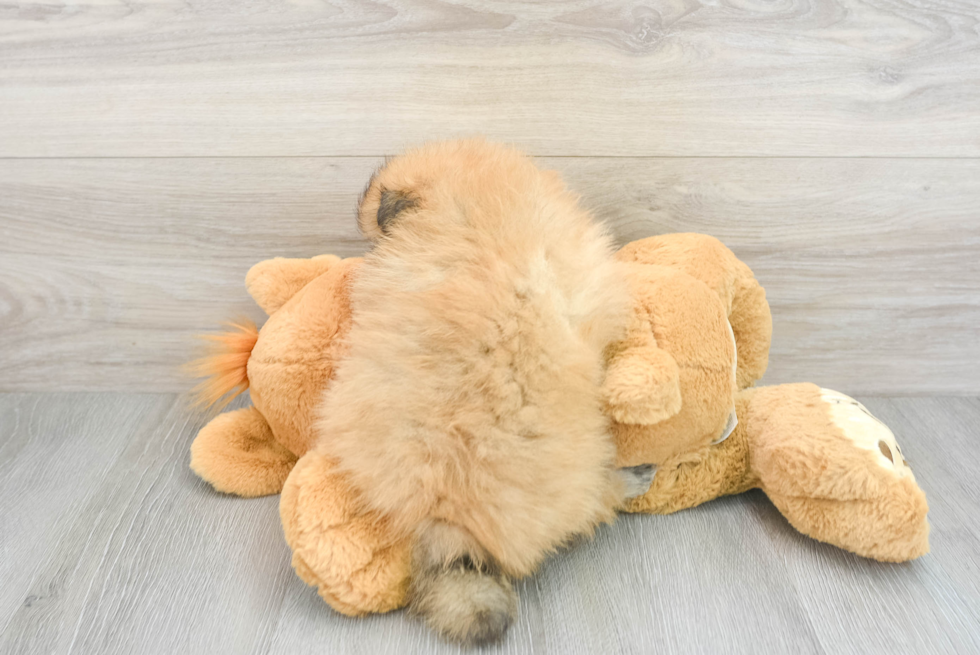 Happy Pomeranian Purebred Puppy