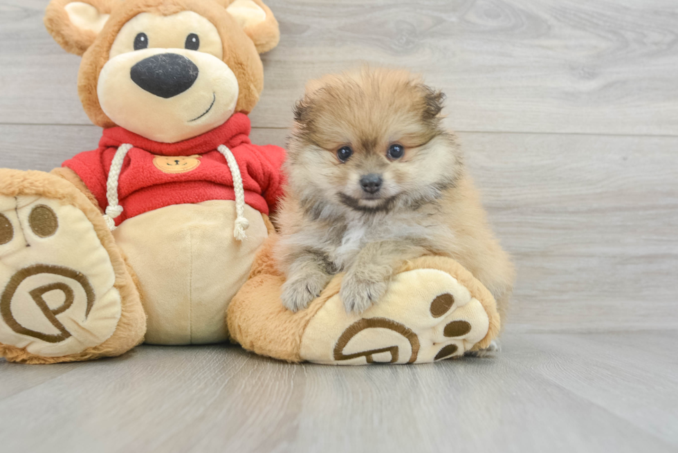 Pomeranian Pup Being Cute
