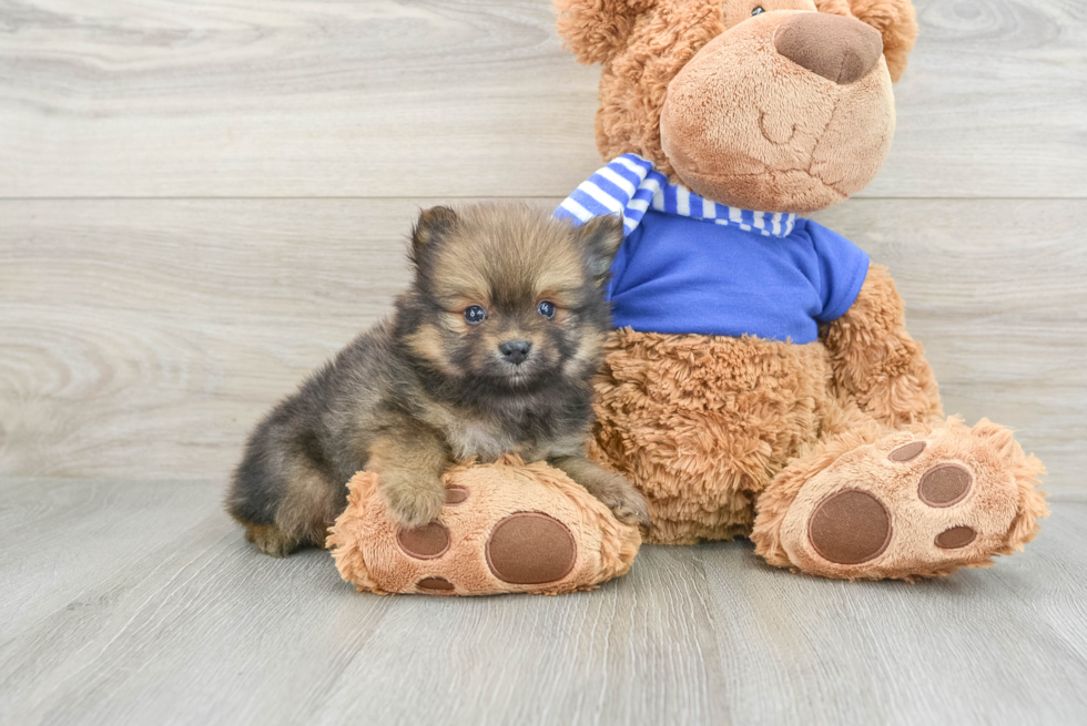 Hypoallergenic Pomeranian Purebred Pup