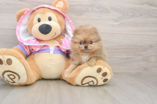 Pomeranian Pup Being Cute