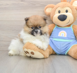 7 week old Pomeranian Puppy For Sale - Premier Pups