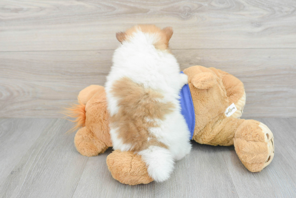 Pomeranian Pup Being Cute