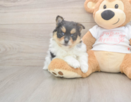 8 week old Pomeranian Puppy For Sale - Premier Pups