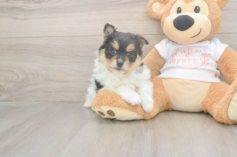 8 week old Pomeranian Puppy For Sale - Premier Pups