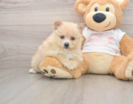 7 week old Pomeranian Puppy For Sale - Premier Pups