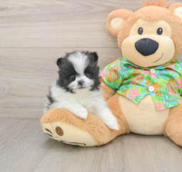 9 week old Pomeranian Puppy For Sale - Premier Pups