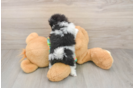 Best Pomeranian Baby