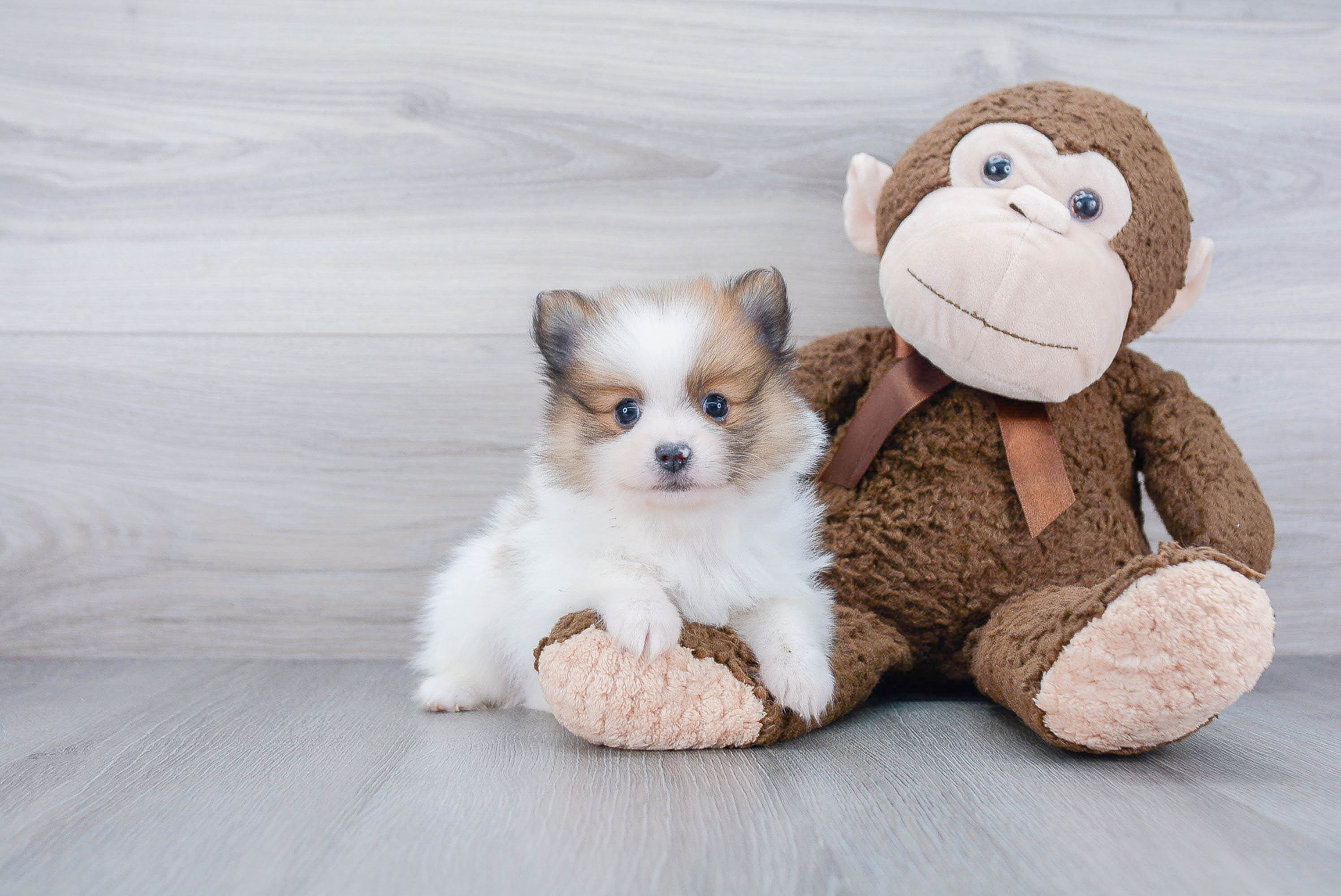 Pomeranian Pup Being Cute