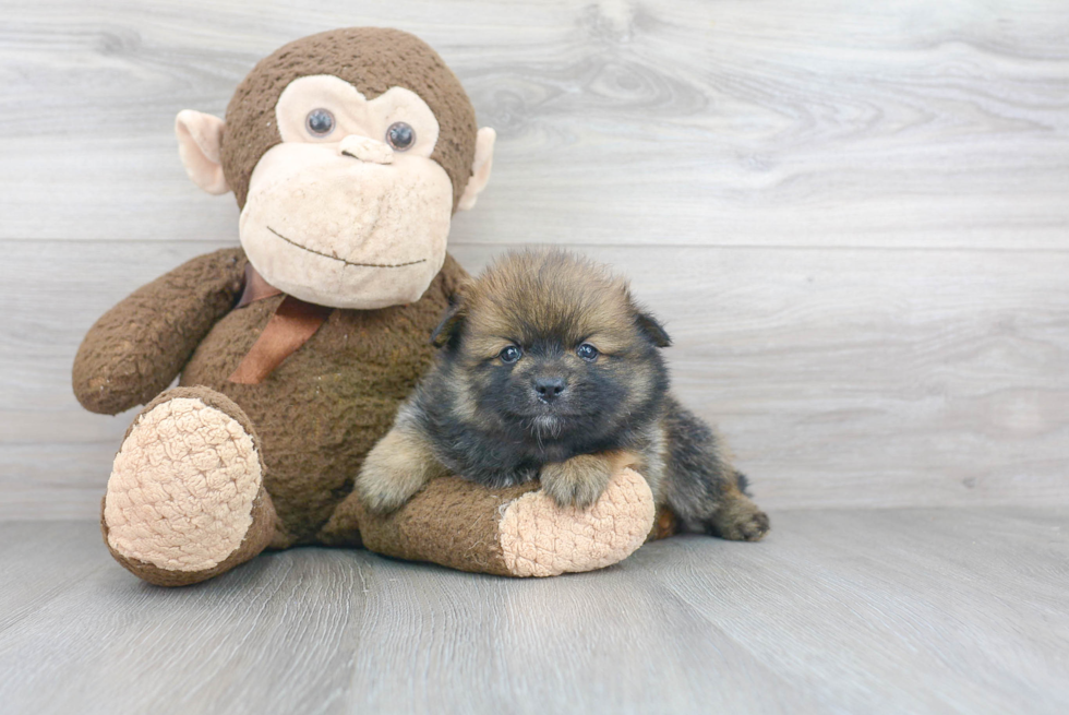 Best Pomeranian Baby