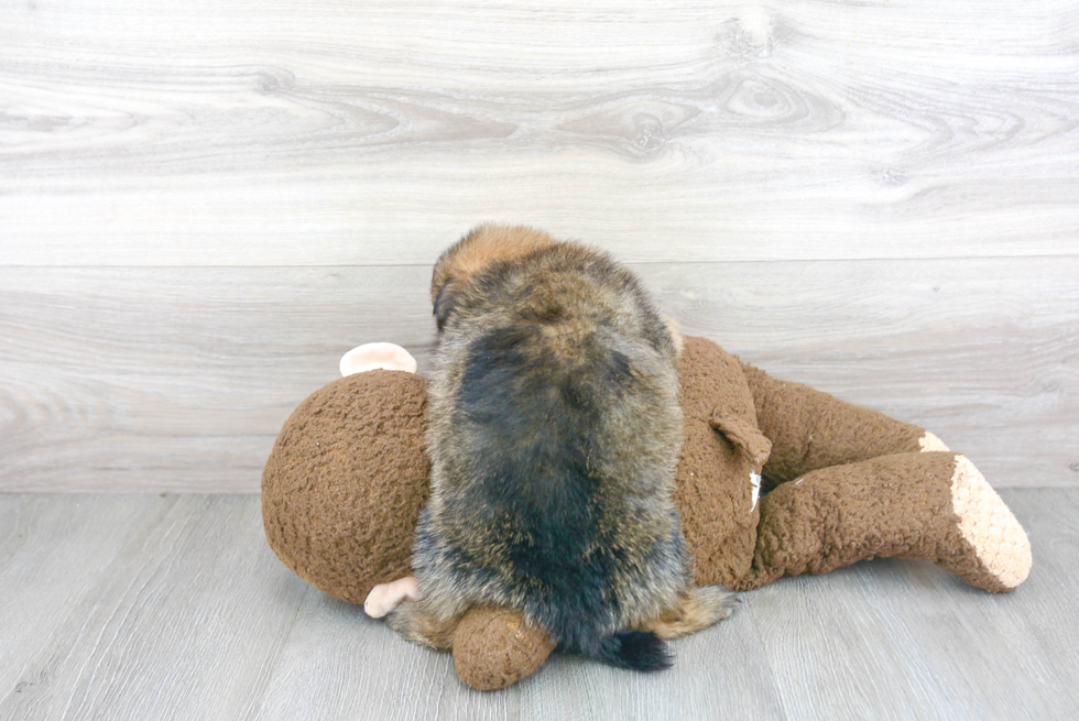 Popular Pomeranian Purebred Pup