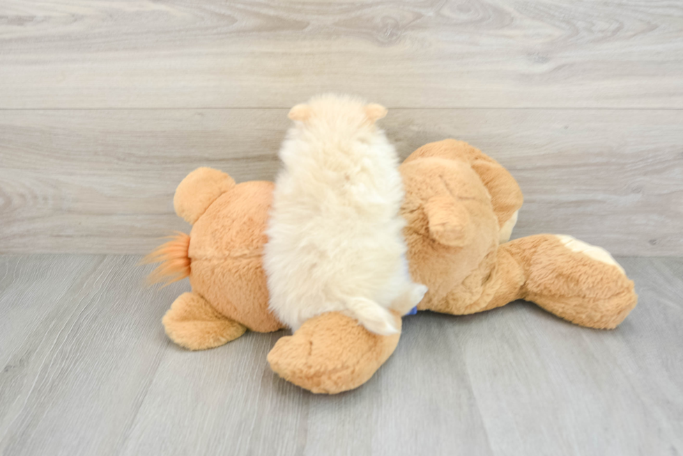 Pomeranian Puppy for Adoption